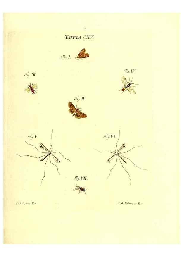 Reproducción/Reproduction 35977336400: Iacobi Christiani Schaefferi s.s. theologiae et philosophiae doctoris ... Icones insectorum circa Ratisbonam indigenorum :. Ratisbonae :Typis Breitfeldianis,MDCCLXXIX [1766-1779]