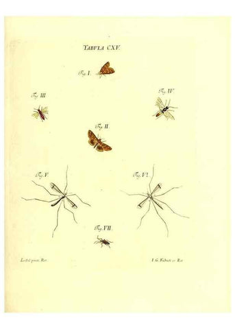 Reproducción/Reproduction 35977336400: Iacobi Christiani Schaefferi s.s. theologiae et philosophiae doctoris ... Icones insectorum circa Ratisbonam indigenorum :. Ratisbonae :Typis Breitfeldianis,MDCCLXXIX [1766-1779]
