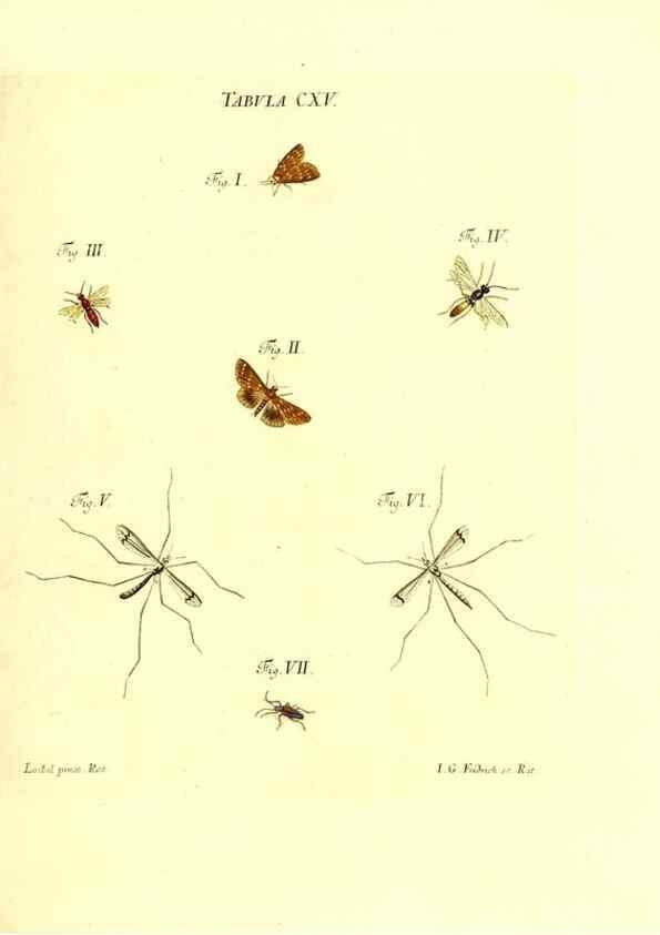 Reproducción/Reproduction 35977336400: Iacobi Christiani Schaefferi s.s. theologiae et philosophiae doctoris ... Icones insectorum circa Ratisbonam indigenorum :. Ratisbonae :Typis Breitfeldianis,MDCCLXXIX [1766-1779]