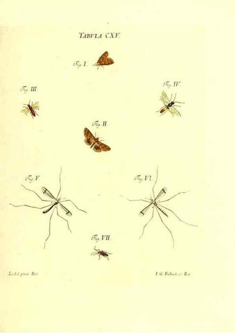 Reproducción/Reproduction 35977336400: Iacobi Christiani Schaefferi s.s. theologiae et philosophiae doctoris ... Icones insectorum circa Ratisbonam indigenorum :. Ratisbonae :Typis Breitfeldianis,MDCCLXXIX [1766-1779]