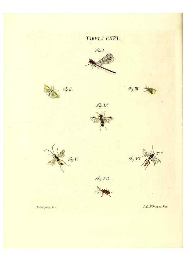 Reproducción/Reproduction 35977338540: Iacobi Christiani Schaefferi s.s. theologiae et philosophiae doctoris ... Icones insectorum circa Ratisbonam indigenorum :. Ratisbonae :Typis Breitfeldianis,MDCCLXXIX [1766-1779]