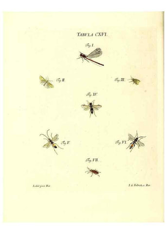 Reproducción/Reproduction 35977338540: Iacobi Christiani Schaefferi s.s. theologiae et philosophiae doctoris ... Icones insectorum circa Ratisbonam indigenorum :. Ratisbonae :Typis Breitfeldianis,MDCCLXXIX [1766-1779]