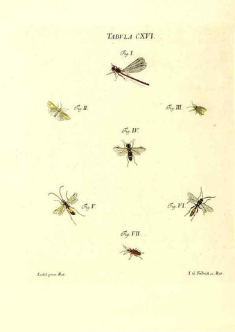 Reproducción/Reproduction 35977338540: Iacobi Christiani Schaefferi s.s. theologiae et philosophiae doctoris ... Icones insectorum circa Ratisbonam indigenorum :. Ratisbonae :Typis Breitfeldianis,MDCCLXXIX [1766-1779]