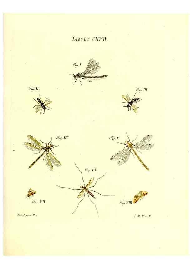 Reproducción/Reproduction 35977341010: Iacobi Christiani Schaefferi s.s. theologiae et philosophiae doctoris ... Icones insectorum circa Ratisbonam indigenorum :. Ratisbonae :Typis Breitfeldianis,MDCCLXXIX [1766-1779]