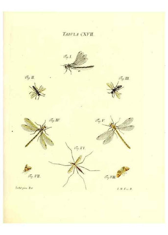 Reproducción/Reproduction 35977341010: Iacobi Christiani Schaefferi s.s. theologiae et philosophiae doctoris ... Icones insectorum circa Ratisbonam indigenorum :. Ratisbonae :Typis Breitfeldianis,MDCCLXXIX [1766-1779]