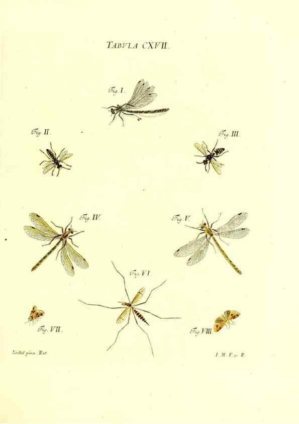 Reproducción/Reproduction 35977341010: Iacobi Christiani Schaefferi s.s. theologiae et philosophiae doctoris ... Icones insectorum circa Ratisbonam indigenorum :. Ratisbonae :Typis Breitfeldianis,MDCCLXXIX [1766-1779]