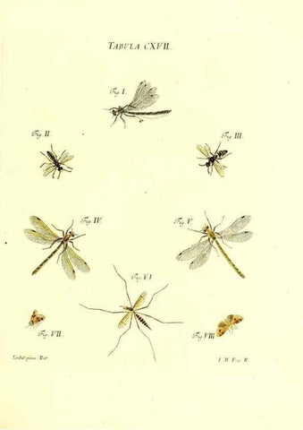 Reproducción/Reproduction 35977341010: Iacobi Christiani Schaefferi s.s. theologiae et philosophiae doctoris ... Icones insectorum circa Ratisbonam indigenorum :. Ratisbonae :Typis Breitfeldianis,MDCCLXXIX [1766-1779]