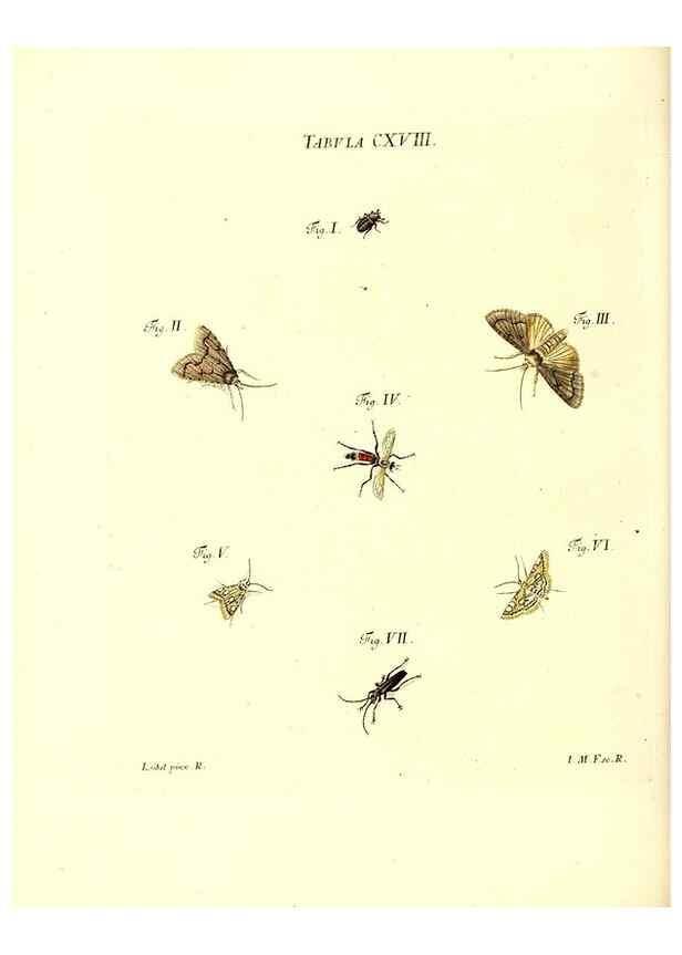 Reproducción/Reproduction 35977342850: Iacobi Christiani Schaefferi s.s. theologiae et philosophiae doctoris ... Icones insectorum circa Ratisbonam indigenorum :. Ratisbonae :Typis Breitfeldianis,MDCCLXXIX [1766-1779]