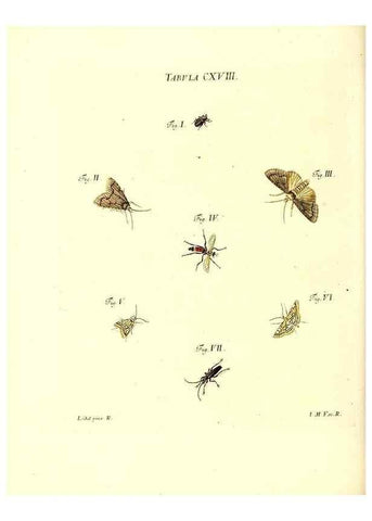 Reproducción/Reproduction 35977342850: Iacobi Christiani Schaefferi s.s. theologiae et philosophiae doctoris ... Icones insectorum circa Ratisbonam indigenorum :. Ratisbonae :Typis Breitfeldianis,MDCCLXXIX [1766-1779]