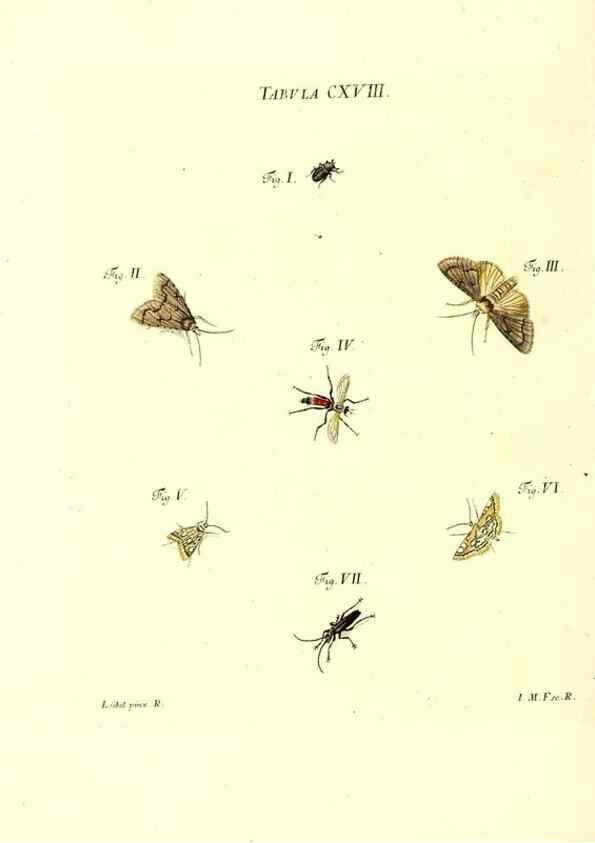 Reproducción/Reproduction 35977342850: Iacobi Christiani Schaefferi s.s. theologiae et philosophiae doctoris ... Icones insectorum circa Ratisbonam indigenorum :. Ratisbonae :Typis Breitfeldianis,MDCCLXXIX [1766-1779]