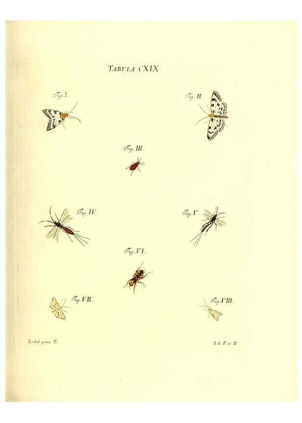 Reproducción/Reproduction 35977344770: Iacobi Christiani Schaefferi s.s. theologiae et philosophiae doctoris ... Icones insectorum circa Ratisbonam indigenorum :. Ratisbonae :Typis Breitfeldianis,MDCCLXXIX [1766-1779]