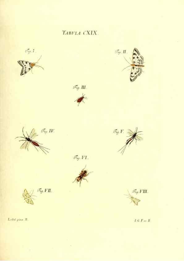 Reproducción/Reproduction 35977344770: Iacobi Christiani Schaefferi s.s. theologiae et philosophiae doctoris ... Icones insectorum circa Ratisbonam indigenorum :. Ratisbonae :Typis Breitfeldianis,MDCCLXXIX [1766-1779]