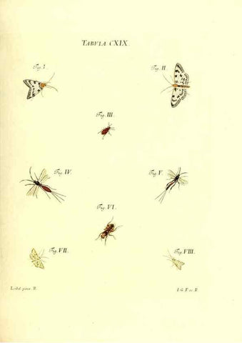 Reproducción/Reproduction 35977344770: Iacobi Christiani Schaefferi s.s. theologiae et philosophiae doctoris ... Icones insectorum circa Ratisbonam indigenorum :. Ratisbonae :Typis Breitfeldianis,MDCCLXXIX [1766-1779]
