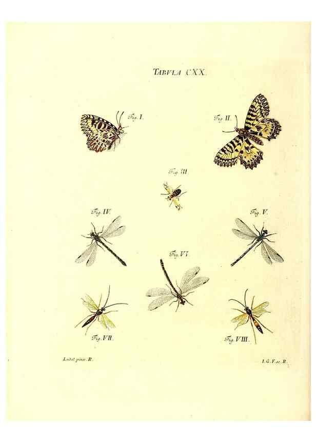 Reproducción/Reproduction 35977346570: Iacobi Christiani Schaefferi s.s. theologiae et philosophiae doctoris ... Icones insectorum circa Ratisbonam indigenorum :. Ratisbonae :Typis Breitfeldianis,MDCCLXXIX [1766-1779]