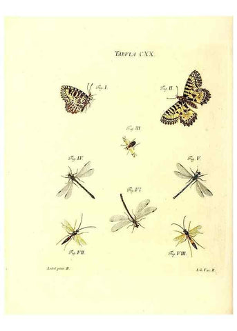 Reproducción/Reproduction 35977346570: Iacobi Christiani Schaefferi s.s. theologiae et philosophiae doctoris ... Icones insectorum circa Ratisbonam indigenorum :. Ratisbonae :Typis Breitfeldianis,MDCCLXXIX [1766-1779]