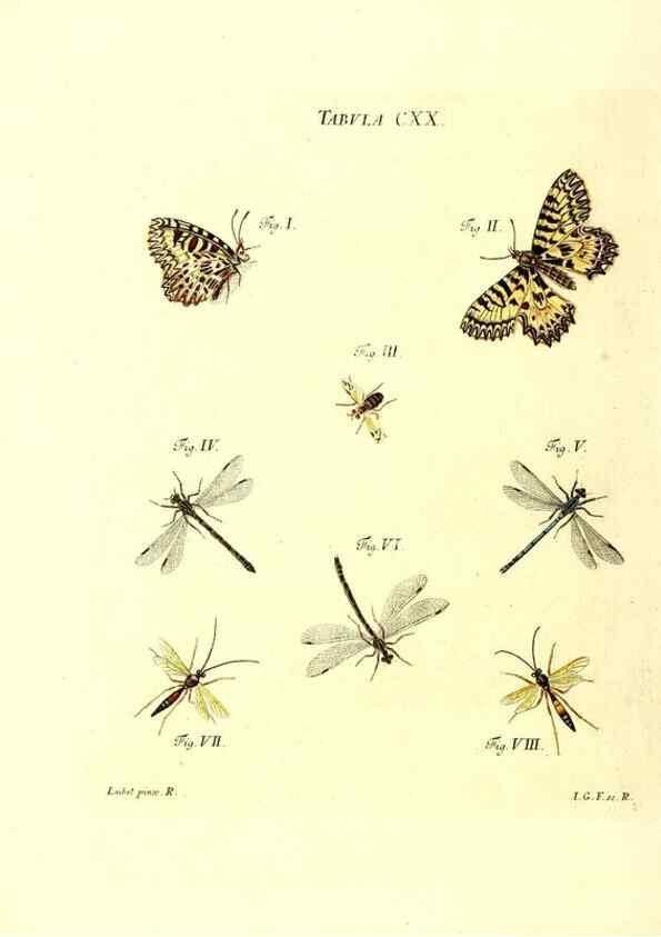 Reproducción/Reproduction 35977346570: Iacobi Christiani Schaefferi s.s. theologiae et philosophiae doctoris ... Icones insectorum circa Ratisbonam indigenorum :. Ratisbonae :Typis Breitfeldianis,MDCCLXXIX [1766-1779]
