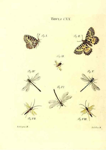 Reproducción/Reproduction 35977346570: Iacobi Christiani Schaefferi s.s. theologiae et philosophiae doctoris ... Icones insectorum circa Ratisbonam indigenorum :. Ratisbonae :Typis Breitfeldianis,MDCCLXXIX [1766-1779]