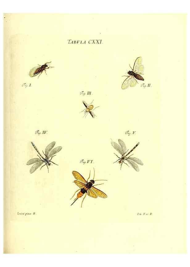 Reproducción/Reproduction 36374244775: Iacobi Christiani Schaefferi s.s. theologiae et philosophiae doctoris ... Icones insectorum circa Ratisbonam indigenorum :. Ratisbonae :Typis Breitfeldianis,MDCCLXXIX [1766-1779]