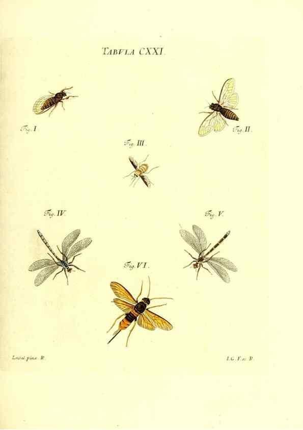 Reproducción/Reproduction 36374244775: Iacobi Christiani Schaefferi s.s. theologiae et philosophiae doctoris ... Icones insectorum circa Ratisbonam indigenorum :. Ratisbonae :Typis Breitfeldianis,MDCCLXXIX [1766-1779]