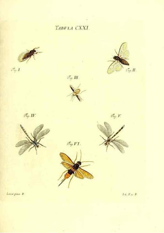 Reproducción/Reproduction 36374244775: Iacobi Christiani Schaefferi s.s. theologiae et philosophiae doctoris ... Icones insectorum circa Ratisbonam indigenorum :. Ratisbonae :Typis Breitfeldianis,MDCCLXXIX [1766-1779]