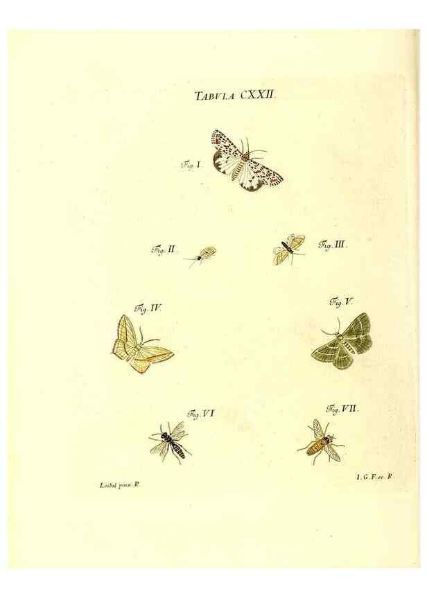 Reproducción/Reproduction 36374245895: Iacobi Christiani Schaefferi s.s. theologiae et philosophiae doctoris ... Icones insectorum circa Ratisbonam indigenorum :. Ratisbonae :Typis Breitfeldianis,MDCCLXXIX [1766-1779]