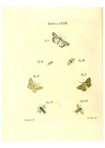 Reproducción/Reproduction 36374245895: Iacobi Christiani Schaefferi s.s. theologiae et philosophiae doctoris ... Icones insectorum circa Ratisbonam indigenorum :. Ratisbonae :Typis Breitfeldianis,MDCCLXXIX [1766-1779]