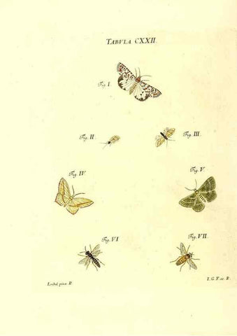 Reproducción/Reproduction 36374245895: Iacobi Christiani Schaefferi s.s. theologiae et philosophiae doctoris ... Icones insectorum circa Ratisbonam indigenorum :. Ratisbonae :Typis Breitfeldianis,MDCCLXXIX [1766-1779]