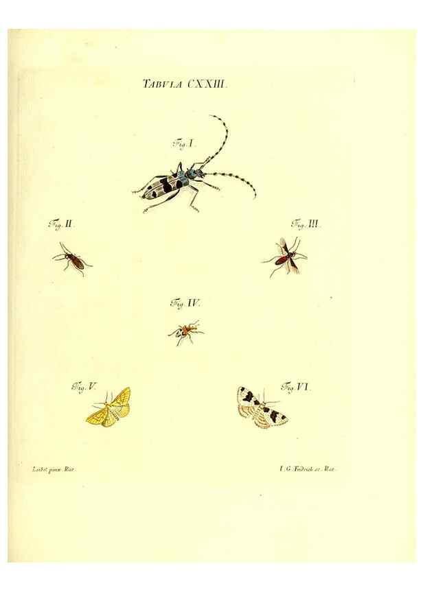 Reproducción/Reproduction 36374247625: Iacobi Christiani Schaefferi s.s. theologiae et philosophiae doctoris ... Icones insectorum circa Ratisbonam indigenorum :. Ratisbonae :Typis Breitfeldianis,MDCCLXXIX [1766-1779]