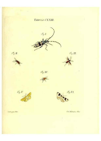 Reproducción/Reproduction 36374247625: Iacobi Christiani Schaefferi s.s. theologiae et philosophiae doctoris ... Icones insectorum circa Ratisbonam indigenorum :. Ratisbonae :Typis Breitfeldianis,MDCCLXXIX [1766-1779]