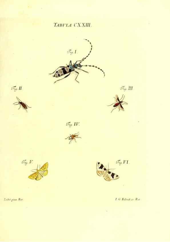 Reproducción/Reproduction 36374247625: Iacobi Christiani Schaefferi s.s. theologiae et philosophiae doctoris ... Icones insectorum circa Ratisbonam indigenorum :. Ratisbonae :Typis Breitfeldianis,MDCCLXXIX [1766-1779]