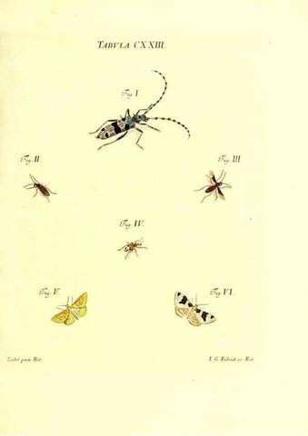 Reproducción/Reproduction 36374247625: Iacobi Christiani Schaefferi s.s. theologiae et philosophiae doctoris ... Icones insectorum circa Ratisbonam indigenorum :. Ratisbonae :Typis Breitfeldianis,MDCCLXXIX [1766-1779]