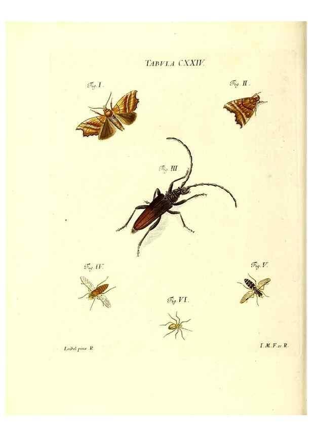 Reproducción/Reproduction 36374249615: Iacobi Christiani Schaefferi s.s. theologiae et philosophiae doctoris ... Icones insectorum circa Ratisbonam indigenorum :. Ratisbonae :Typis Breitfeldianis,MDCCLXXIX [1766-1779]