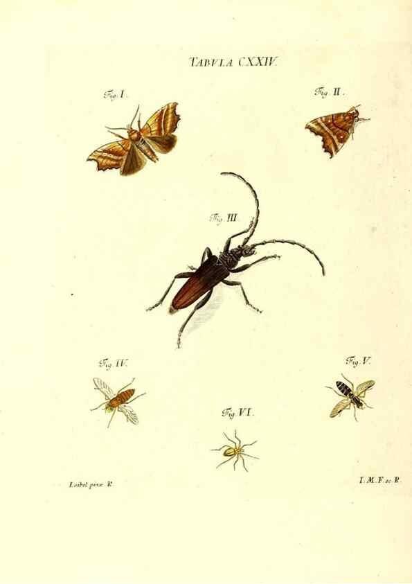 Reproducción/Reproduction 36374249615: Iacobi Christiani Schaefferi s.s. theologiae et philosophiae doctoris ... Icones insectorum circa Ratisbonam indigenorum :. Ratisbonae :Typis Breitfeldianis,MDCCLXXIX [1766-1779]