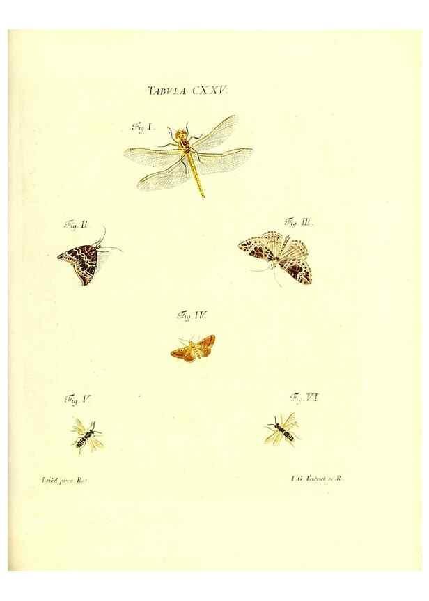 Reproducción/Reproduction 36374251045: Iacobi Christiani Schaefferi s.s. theologiae et philosophiae doctoris ... Icones insectorum circa Ratisbonam indigenorum :. Ratisbonae :Typis Breitfeldianis,MDCCLXXIX [1766-1779]