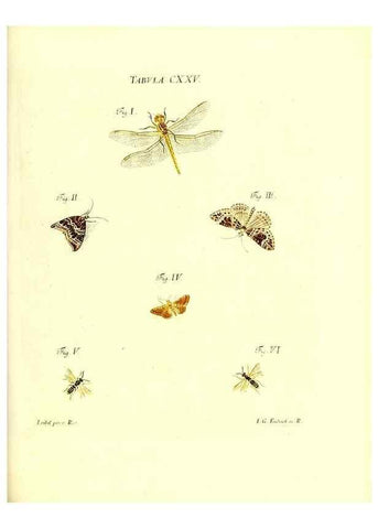 Reproducción/Reproduction 36374251045: Iacobi Christiani Schaefferi s.s. theologiae et philosophiae doctoris ... Icones insectorum circa Ratisbonam indigenorum :. Ratisbonae :Typis Breitfeldianis,MDCCLXXIX [1766-1779]