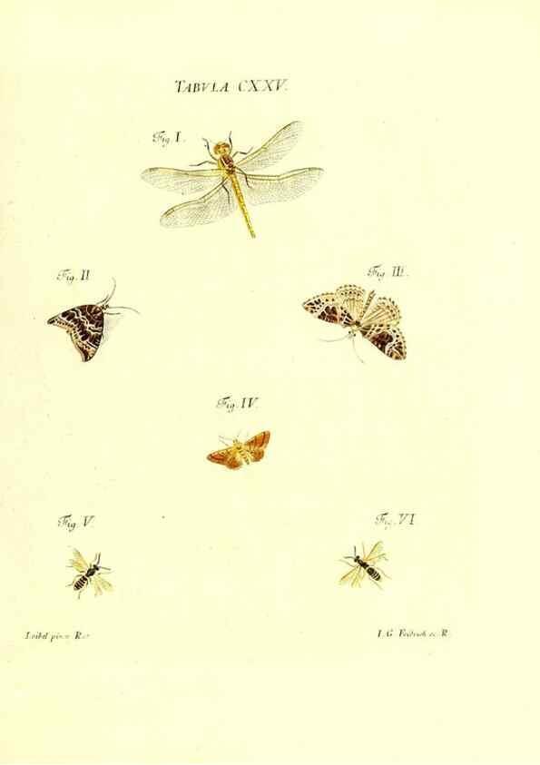 Reproducción/Reproduction 36374251045: Iacobi Christiani Schaefferi s.s. theologiae et philosophiae doctoris ... Icones insectorum circa Ratisbonam indigenorum :. Ratisbonae :Typis Breitfeldianis,MDCCLXXIX [1766-1779]