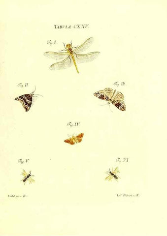 Reproducción/Reproduction 36374251045: Iacobi Christiani Schaefferi s.s. theologiae et philosophiae doctoris ... Icones insectorum circa Ratisbonam indigenorum :. Ratisbonae :Typis Breitfeldianis,MDCCLXXIX [1766-1779]