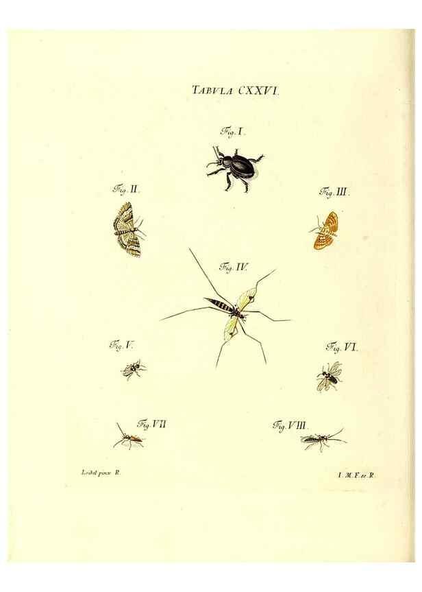 Reproducción/Reproduction 36374252615: Iacobi Christiani Schaefferi s.s. theologiae et philosophiae doctoris ... Icones insectorum circa Ratisbonam indigenorum :. Ratisbonae :Typis Breitfeldianis,MDCCLXXIX [1766-1779]
