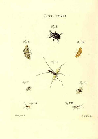 Reproducción/Reproduction 36374252615: Iacobi Christiani Schaefferi s.s. theologiae et philosophiae doctoris ... Icones insectorum circa Ratisbonam indigenorum :. Ratisbonae :Typis Breitfeldianis,MDCCLXXIX [1766-1779]