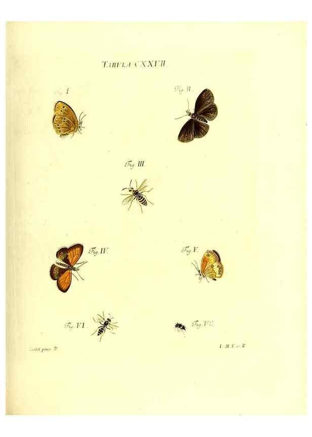 Reproducción/Reproduction 36374254485: Iacobi Christiani Schaefferi s.s. theologiae et philosophiae doctoris ... Icones insectorum circa Ratisbonam indigenorum :. Ratisbonae :Typis Breitfeldianis,MDCCLXXIX [1766-1779]