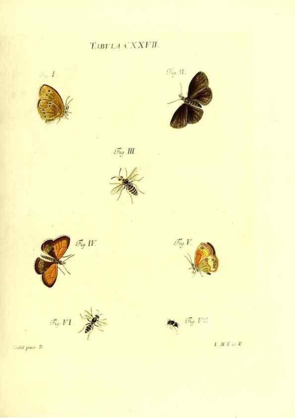 Reproducción/Reproduction 36374254485: Iacobi Christiani Schaefferi s.s. theologiae et philosophiae doctoris ... Icones insectorum circa Ratisbonam indigenorum :. Ratisbonae :Typis Breitfeldianis,MDCCLXXIX [1766-1779]