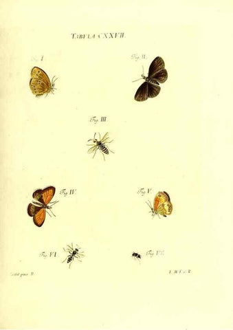 Reproducción/Reproduction 36374254485: Iacobi Christiani Schaefferi s.s. theologiae et philosophiae doctoris ... Icones insectorum circa Ratisbonam indigenorum :. Ratisbonae :Typis Breitfeldianis,MDCCLXXIX [1766-1779]