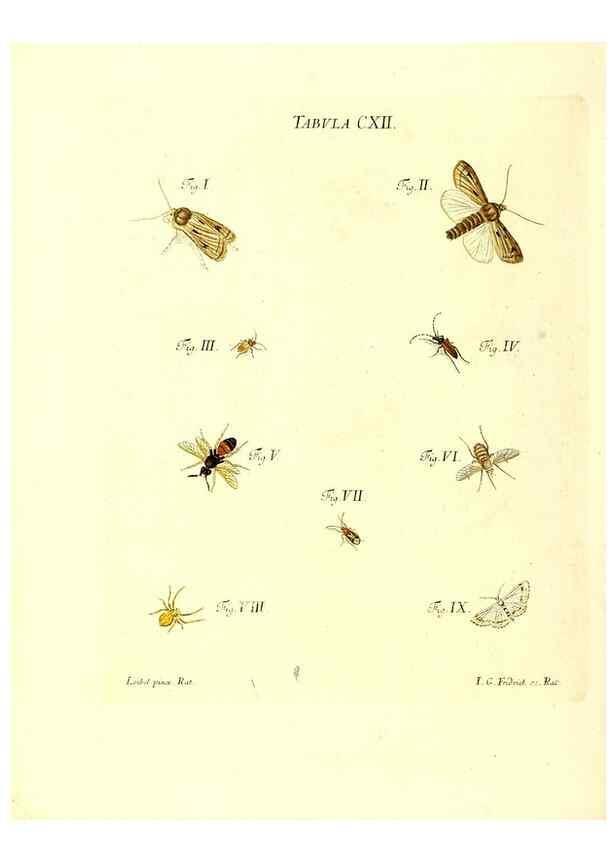 Reproducción/Reproduction 35977331070: Iacobi Christiani Schaefferi s.s. theologiae et philosophiae doctoris ... Icones insectorum circa Ratisbonam indigenorum :. Ratisbonae :Typis Breitfeldianis,MDCCLXXIX [1766-1779]