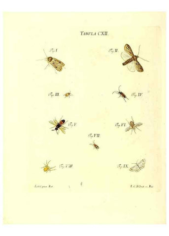 Reproducción/Reproduction 35977331070: Iacobi Christiani Schaefferi s.s. theologiae et philosophiae doctoris ... Icones insectorum circa Ratisbonam indigenorum :. Ratisbonae :Typis Breitfeldianis,MDCCLXXIX [1766-1779]