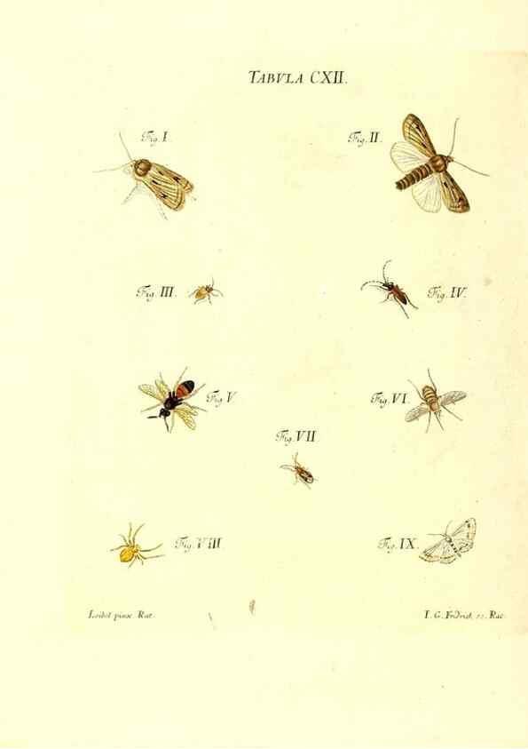 Reproducción/Reproduction 35977331070: Iacobi Christiani Schaefferi s.s. theologiae et philosophiae doctoris ... Icones insectorum circa Ratisbonam indigenorum :. Ratisbonae :Typis Breitfeldianis,MDCCLXXIX [1766-1779]