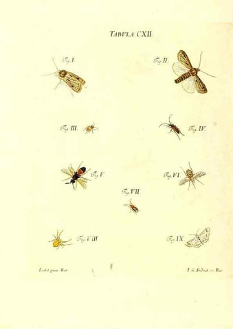 Reproducción/Reproduction 35977331070: Iacobi Christiani Schaefferi s.s. theologiae et philosophiae doctoris ... Icones insectorum circa Ratisbonam indigenorum :. Ratisbonae :Typis Breitfeldianis,MDCCLXXIX [1766-1779]