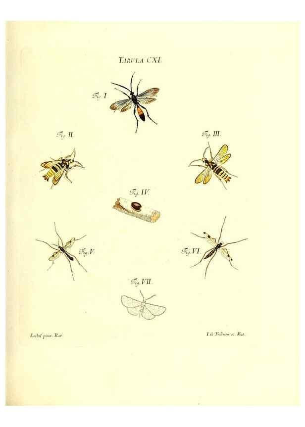 Reproducción/Reproduction 35977329350: Iacobi Christiani Schaefferi s.s. theologiae et philosophiae doctoris ... Icones insectorum circa Ratisbonam indigenorum :. Ratisbonae :Typis Breitfeldianis,MDCCLXXIX [1766-1779]