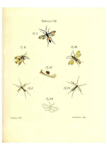 Reproducción/Reproduction 35977329350: Iacobi Christiani Schaefferi s.s. theologiae et philosophiae doctoris ... Icones insectorum circa Ratisbonam indigenorum :. Ratisbonae :Typis Breitfeldianis,MDCCLXXIX [1766-1779]