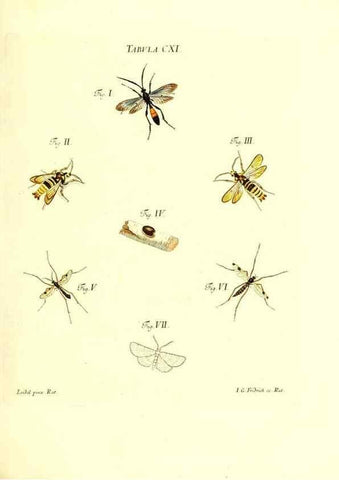 Reproducción/Reproduction 35977329350: Iacobi Christiani Schaefferi s.s. theologiae et philosophiae doctoris ... Icones insectorum circa Ratisbonam indigenorum :. Ratisbonae :Typis Breitfeldianis,MDCCLXXIX [1766-1779]