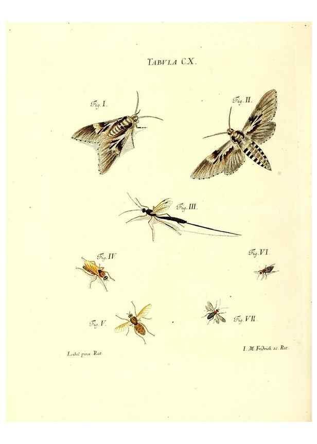 Reproducción/Reproduction 36374227295: Iacobi Christiani Schaefferi s.s. theologiae et philosophiae doctoris ... Icones insectorum circa Ratisbonam indigenorum :. Ratisbonae :Typis Breitfeldianis,MDCCLXXIX [1766-1779]